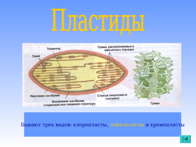 Покажите стрелками и подпишите на рисунке ядро плазматическую мембрану хлоропласт