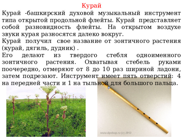 Курай Курай -башкирский духовой музыкальный инструмент типа открытой продольной флейты. Курай представляет собой разновидность флейты. На открытом воздухе звуки курая разносятся далеко вокруг. Курай  получил свое название от зонтичного растения (курай, дягиль, дудник) . Его делают из твердого стебля одноименного зонтичного растения. Охватывая стебель руками поочередно, отмеряют от 8 до 10 раз шириной ладони, затем подрезают. Инструмент имеет пять отверстий:  4 на передней части и 1 на тыльной для большого пальца. 