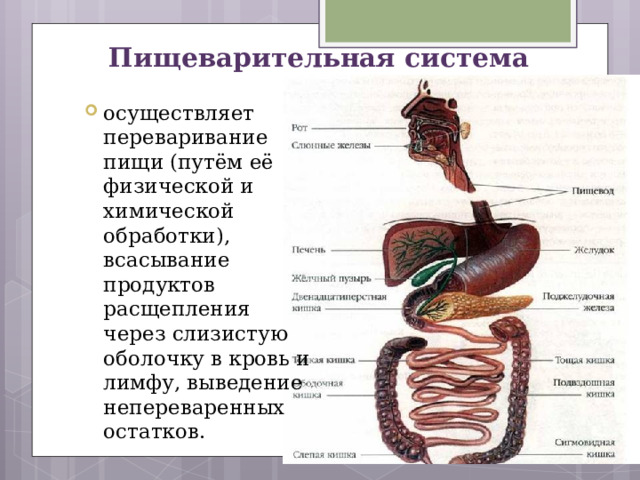 Отделы пищеварительного тракта и особенности строения стенки каждого отдела