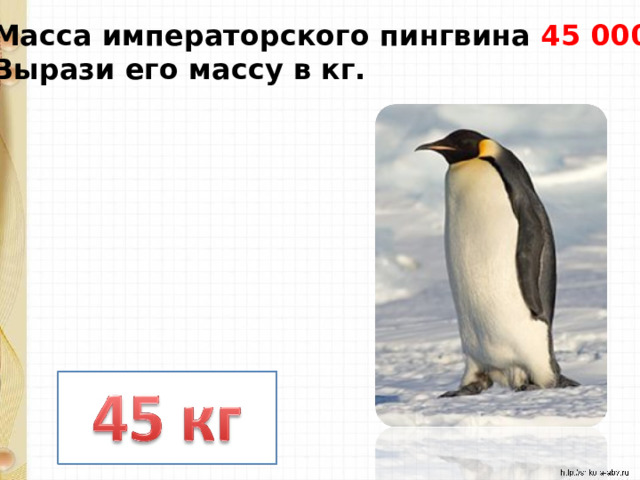 Масса императорского пингвина 45 000 г. Вырази его массу в кг. 