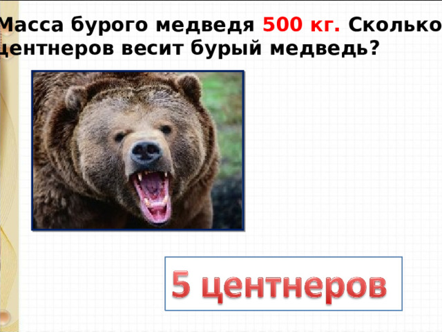 Масса бурого медведя 500 кг. Сколько центнеров весит бурый медведь? 