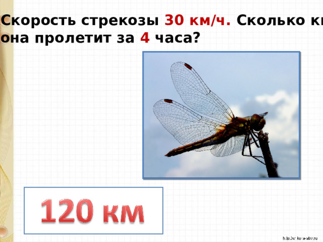 Скорость стрекозы 30 км/ч. Сколько км она пролетит за 4 часа? 