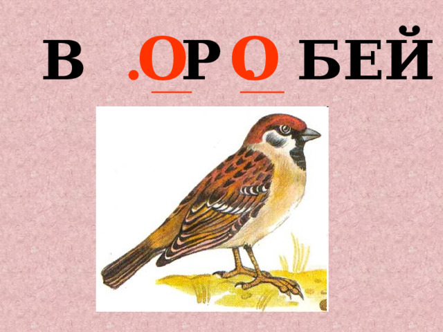 В . Р . БЕЙ О О 
