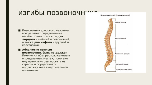 изгибы позвоночника Позвоночник здорового человека всегда имеет определенные изгибы. К ним относятся  два лордоза  – шейный и поясничный, а также  два кифоза  – грудной и крестцовый. Абсолютно прямым позвоночник быть не должен . Именно изгибы, расположенные в определенных местах, помогают ему правильно реагировать на стрессы и осуществлять поддержку тела в вертикальном положении. 