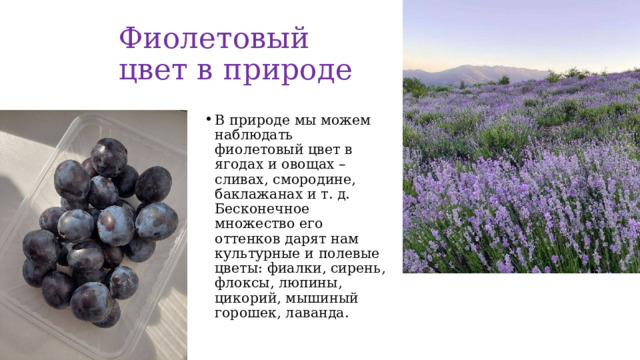 Фиолетовый цвет в природе В природе мы можем наблюдать фиолетовый цвет в ягодах и овощах – сливах, смородине, баклажанах и т. д. Бесконечное множество его оттенков дарят нам культурные и полевые цветы: фиалки, сирень, флоксы, люпины, цикорий, мышиный горошек, лаванда.  