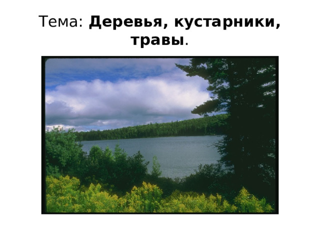 Тема: Деревья, кустарники, травы . 