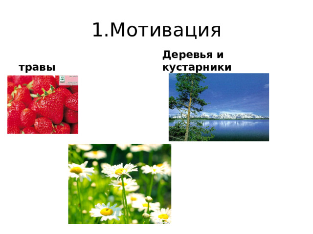 1.Мотивация травы Деревья и кустарники 