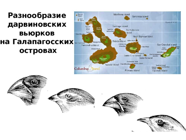 Разнообразие дарвиновских вьюрков на Галапагосских островах 