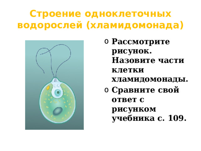 Строение одноклеточных водорослей (хламидомонада) Рассмотрите рисунок. Назовите части клетки хламидомонады. Сравните свой ответ с рисунком учебника с. 109.  