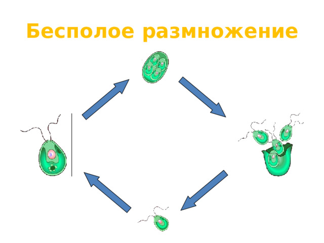 Бесполое размножение Хитрая хламидомонада может использовать разные способы размножения, в зависимости от условий среды. Лишь бы потомство оставить! В теплую погоду в хорошо прогретом водоеме она размножается бесполым путем.  Клетка теряет жгутики.  Ее содержимое делится на четыре части. При этом под клеточной оболочкой образуются четыре споры со жгутиками. Они называются 