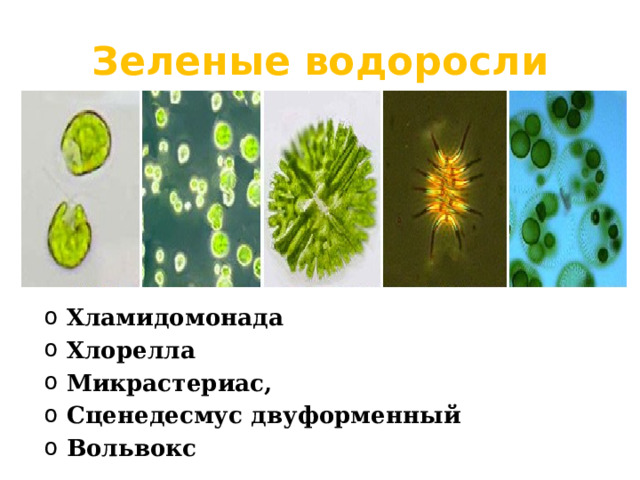 Зеленые водоросли Хламидомонада Хлорелла Микрастериас, Сценедесмус двуформенный Вольвокс 