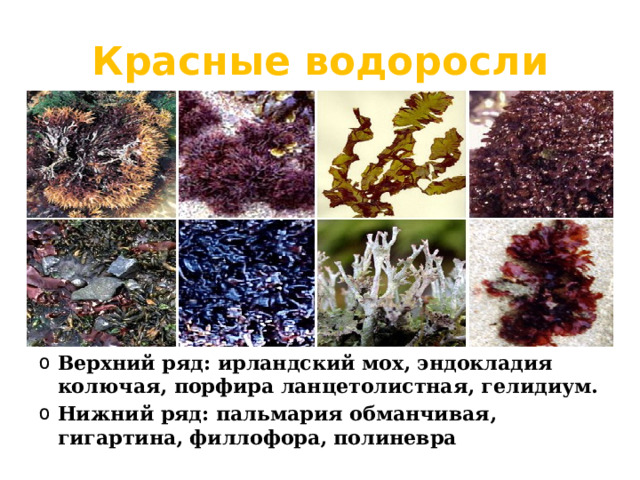 Красные водоросли Верхний ряд: ирландский мох, эндокладия колючая, порфира ланцетолистная, гелидиум. Нижний ряд: пальмария обманчивая, гигартина, филлофора, полиневра 