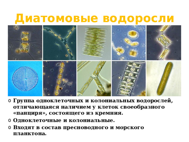 Диатомовые водоросли Группа одноклеточных и колониальных водорослей, отличающаяся наличием у клеток своеобразного «панциря», состоящего из кремния. Одноклеточные и колониальные. Входят в состав пресноводного и морского планктона.  