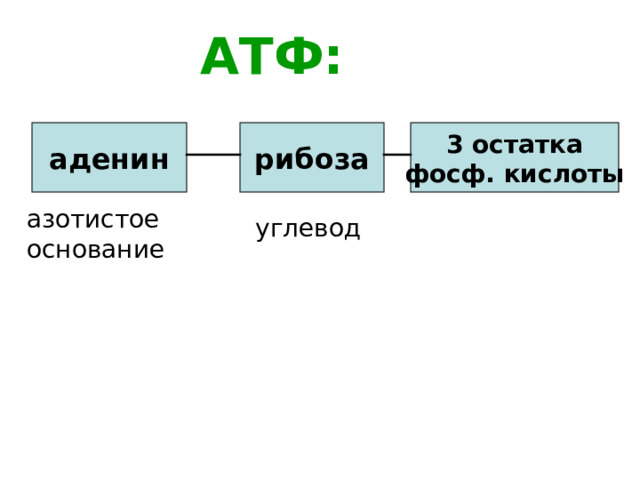 Азотистое основание входящее в состав атф