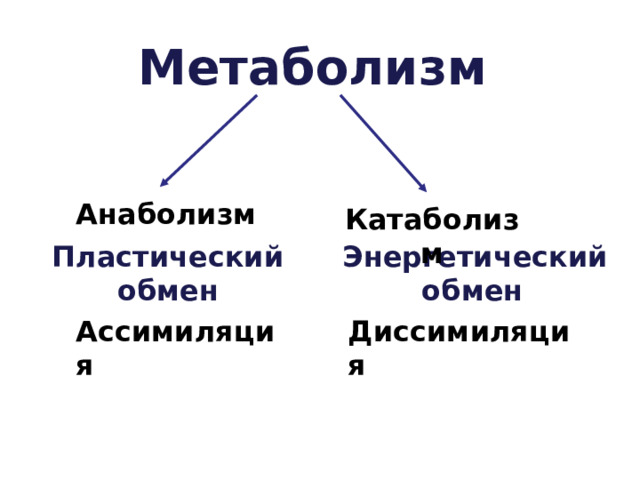 Пластический энергетический обмен презентация. Пластический обмен картинки. Пластический обмен схема. Схематическое изображение пластического обмена. Пластический и энергетический обмен.