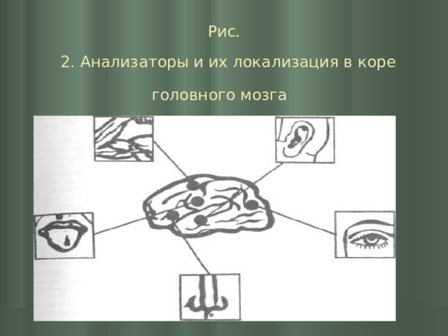  Рис.   2. Анализаторы и их локализация в коре головного мозга  