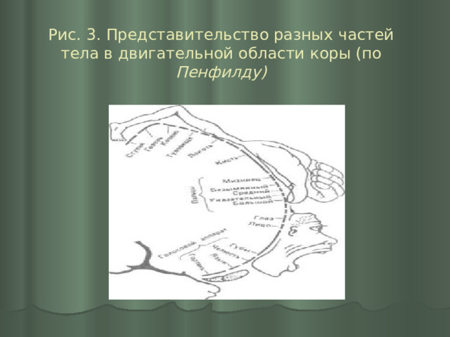 Рис. 3. Представительство разных частей тела в двигательной области коры (по Пенфилду) 