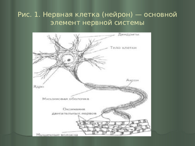 Рис. 1. Нервная клетка (нейрон) — основной элемент нервной системы 