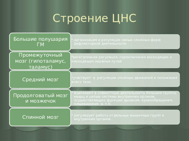 организация и регуляция самых сложных форм рефлекторной деятельности организация и регуляция самых сложных форм рефлекторной деятельности вегетативная регуляция, переключение восходящих и нисходящих нервных путей вегетативная регуляция, переключение восходящих и нисходящих нервных путей участвует в регуляции сложных движений и положения всего тела участвует в регуляции сложных движений и положения всего тела вовлекают в совместную деятельность большие группы мышц и целые системы внутренних органов, осуществляющих функции дыхания, кровообращения, пищеварения и т.п. вовлекают в совместную деятельность большие группы мышц и целые системы внутренних органов, осуществляющих функции дыхания, кровообращения, пищеварения и т.п. регулирует работу отдельных мышечных групп и внутренних органов регулирует работу отдельных мышечных групп и внутренних органов Строение ЦНС Большие полушария ГМ Промежуточный мозг (гипоталамус, таламус) Средний мозг Продолговатый мозг и мозжечок Спинной мозг 