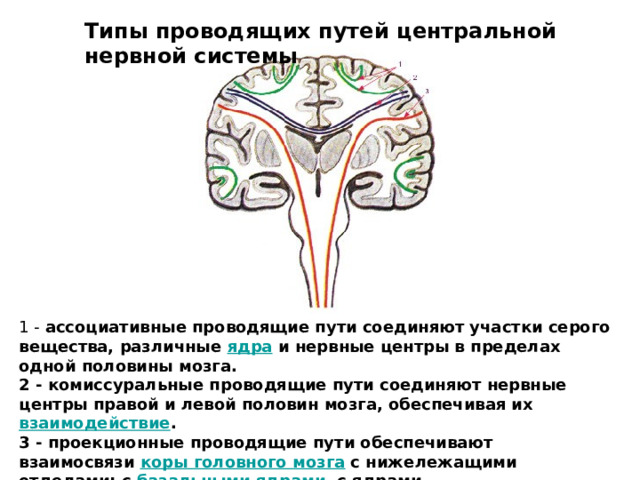 Типы проводящих путей центральной нервной системы  1 - ассоциативные проводящие пути соединяют участки серого вещества, различные ядра и нервные центры в пределах одной половины мозга.  2 - комиссуральные проводящие пути соединяют нервные центры правой и левой половин мозга, обеспечивая их взаимодействие .  3 - проекционные проводящие пути обеспечивают взаимосвязи коры головного мозга с нижележащими отделами: с базальными ядрами , с ядрами ствола головного мозга и со спинным мозгом. 