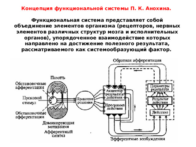 Концепция функциональной системы П. К. Анохина.  Функциональная система представляет собой объединение элементов организма (рецепторов, нервных элементов различных структур мозга и исполнительных органов), упорядоченное взаимодействие которых направлено на достижение полезного результата, рассматриваемого как системообразующий фактор. 