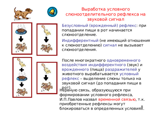 Выработка условного рефлекса. Условный слюноотделительный рефлекс на вид пищи. Выработка условного рефлекса у собаки. Безусловный слюноотделительный рефлекс.