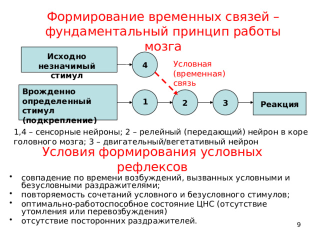 Формирование временных связей – фундаментальный принцип работы мозга Исходно  незначимый  стимул 4 Условная (временная) связь Врожденно определенный стимул (подкрепление) 2 3 Реакция 1 1,4 – сенсорные нейроны; 2 – релейный (передающий) нейрон в коре головного мозга; 3 – двигательный/вегетативный нейрон Условия формирования условных рефлексов совпадение по времени возбуждений, вызванных условными и безусловными раздражителями; повторяемость сочетаний условного и безусловного стимулов; оптимально-работоспособное состояние ЦНС (отсутствие утомления или перевозбуждения) отсутствие посторонних раздражителей. 8 9 