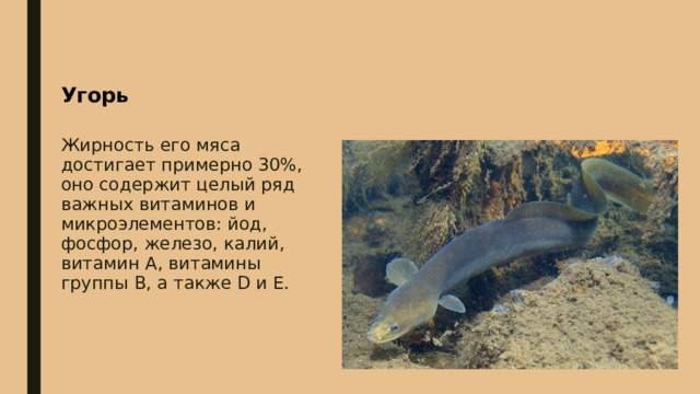 Угорь Жирность его мяса достигает примерно 30%, оно содержит целый ряд важных витаминов и микроэлементов: йод, фосфор, железо, калий, витамин А, витамины группы В, а также D и Е. 