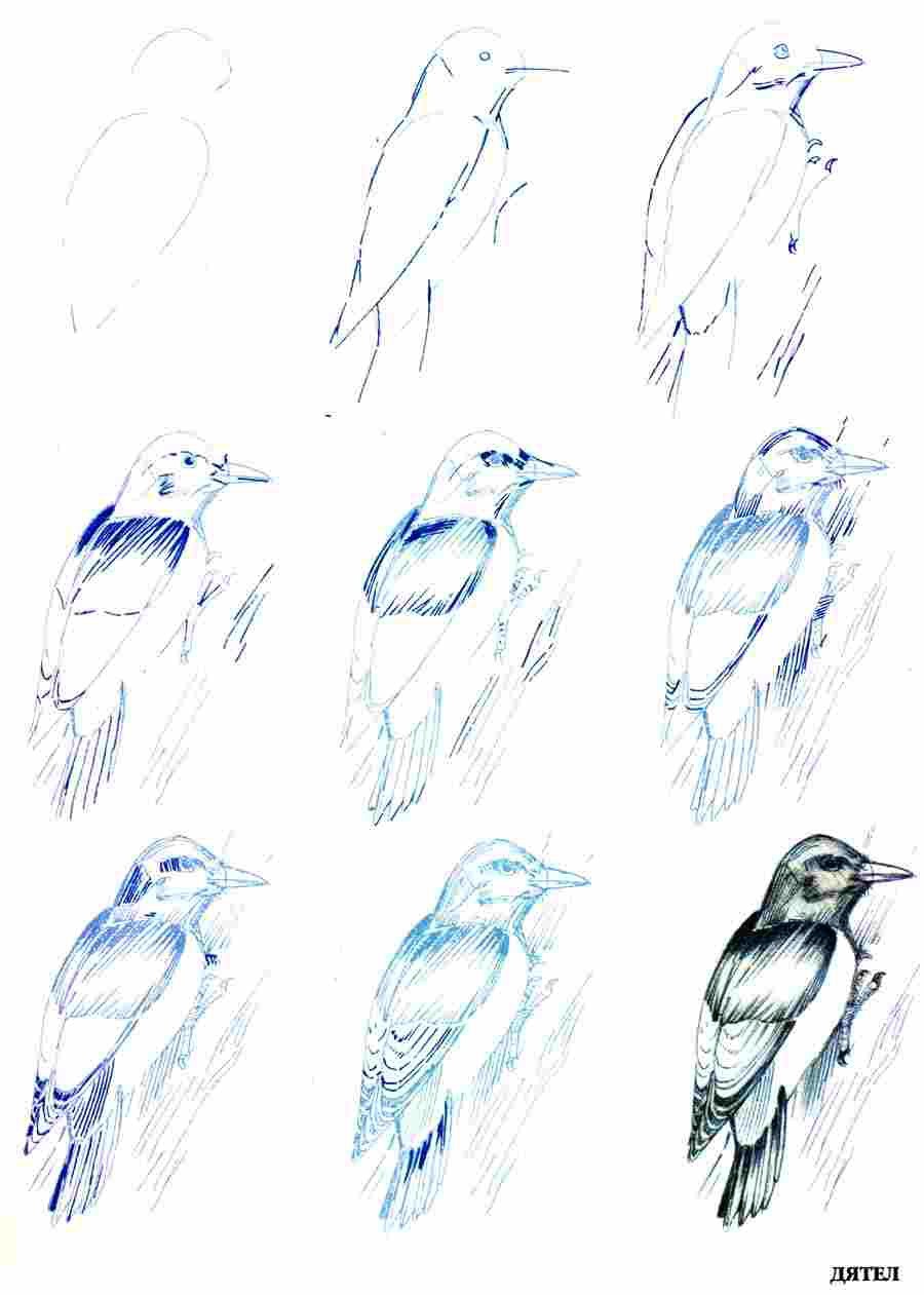 Лесные птицы для рисования карандашом