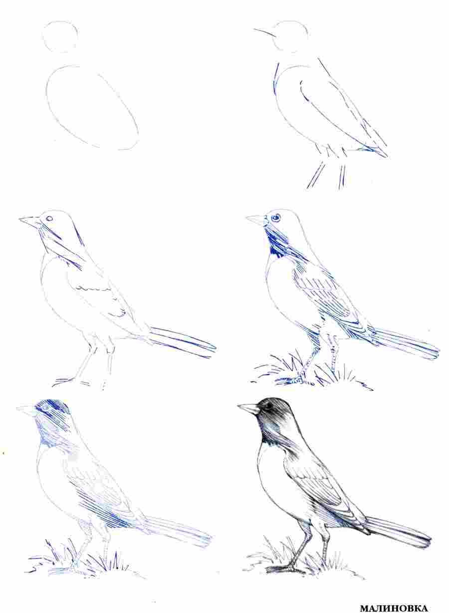 Рисование птицы пошагово