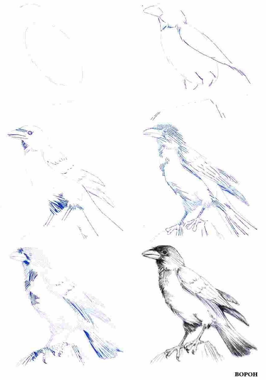 Поэтапное рисование ворона