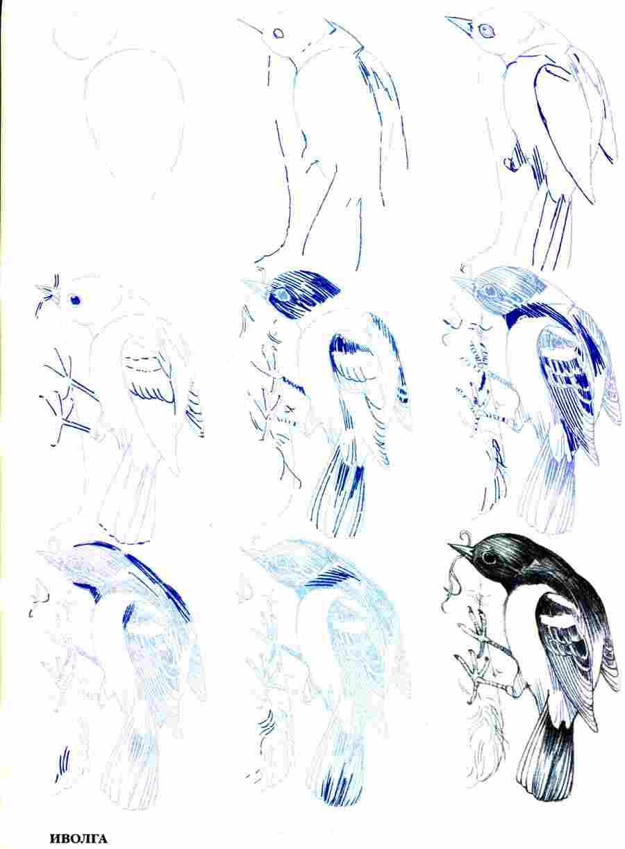 Поэтапный рисунок птички Иволги