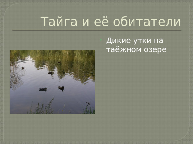 Тайга и её обитатели Дикие утки на таёжном озере  