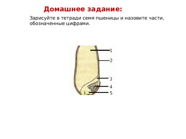 Презентация на тему "ПЛОДЫ И СЕМЕНА" - скачать бесплатно презентации по Биологии