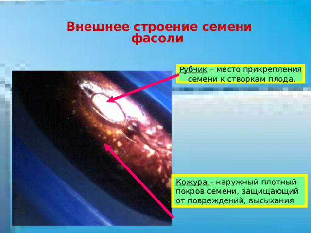 Как называется след на месте прикрепления семени к стенке плода