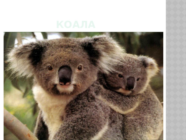 коала 