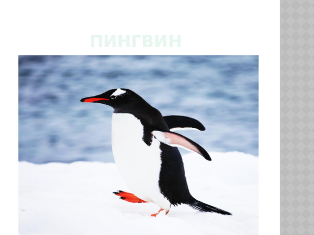 пингвин 