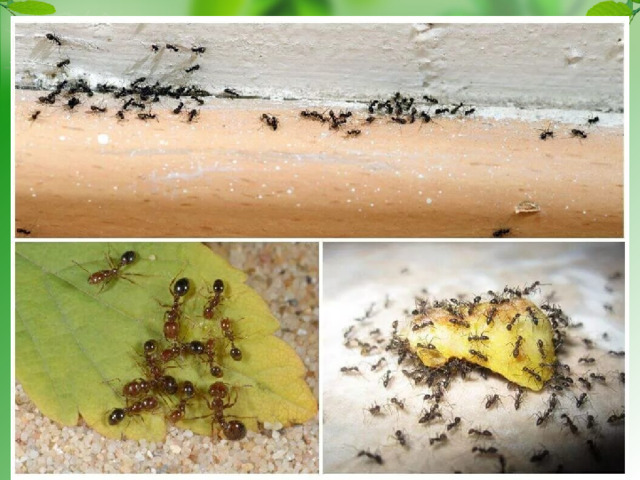 Муравьи Сложнее всего избавиться от муравьев. Домашние муравьи-существа высоко организованные. Трудность выведения их заключается в том, что гнездо муравьи строят в труднодоступном месте, часто за пределами квартиры, а пищевые запасы создают рабочие особи. Часто муравьи из одного гнезда осваивают одновременно несколько квартир. Потому, пока не будет уничтожена матка, вы будете их невольными кормильцами. Но проследив их путь можно с ними справиться.    