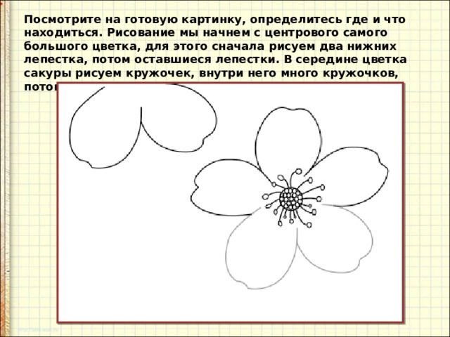 Посмотрите на готовую картинку, определитесь где и что находиться. Рисование мы начнем с центрового самого большого цветка, для этого сначала рисуем два нижних лепестка, потом оставшиеся лепестки. В середине цветка сакуры рисуем кружочек, внутри него много кружочков, потом рисуем тычинки. 