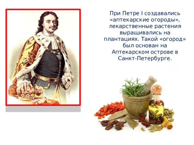 При Петре I создавались «аптекарские огороды», лекарственные растения выращивались на плантациях. Такой «огород» был основан на Аптекарском острове в Санкт-Петербурге. 