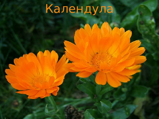 Календула 