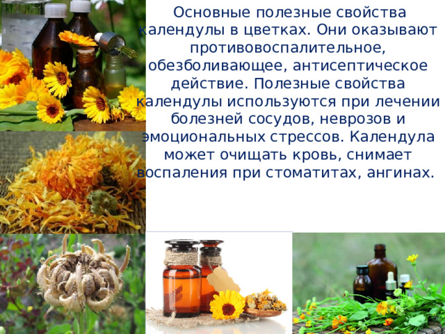  Основные полезные свойства календулы в цветках. Они оказывают противовоспалительное, обезболивающее, антисептическое действие. Полезные свойства календулы используются при лечении болезней сосудов, неврозов и эмоциональных стрессов. Календула может очищать кровь, снимает воспаления при стоматитах, ангинах. 