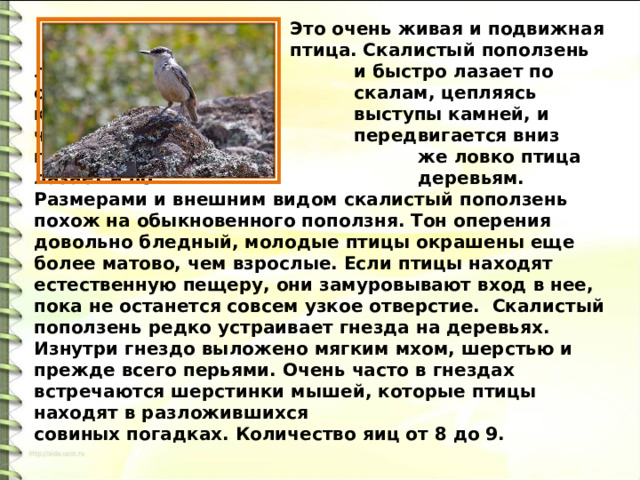 Презентация изложение 4 класс поползень и гюрза презентация