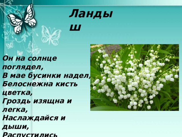 Ландыш Он на солнце поглядел, В мае бусинки надел, Белоснежна кисть цветка, Гроздь изящна и легка, Наслаждайся и дыши, Распустились ландыши.    