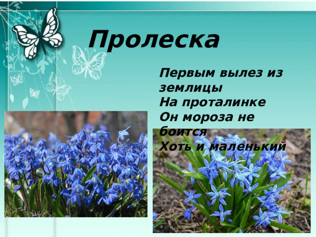 Пролеска Первым вылез из землицы На проталинке Он мороза не боится Хоть и маленький 
