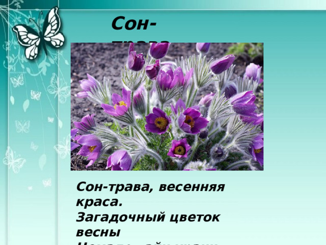 Сон-трава Сон-трава, весенняя краса.  Загадочный цветок весны  Немало тайн хранит в себе  Но все расскажет лишь во сне… 