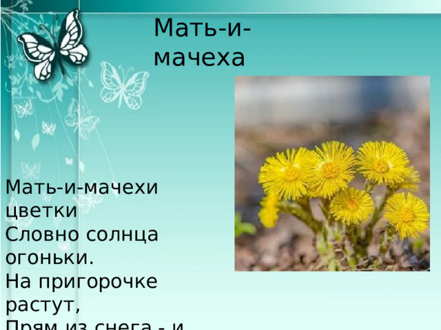 Мать-и-мачеха Мать-и-мачехи цветки  Словно солнца огоньки.  На пригорочке растут,  Прям из снега - и цветут! 