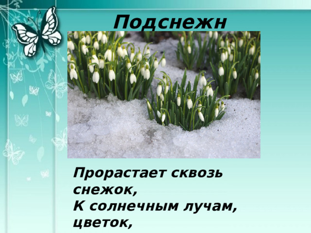 Сообщение о первоцвете 3 класс Забайкаловедение. Я Беленький Подснежник для мамы принесу слова. Родное Забайкалье тема первоцветы Забайкаловедение 3 класс читать. Учебник Забайкаловедение 3 класс по забайкаловедению тема первоцветы.