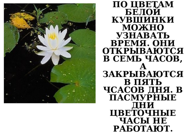  ПО ЦВЕТАМ БЕЛОЙ КУВШИНКИ МОЖНО УЗНАВАТЬ ВРЕМЯ. ОНИ ОТКРЫВАЮТСЯ В СЕМЬ ЧАСОВ, А ЗАКРЫВАЮТСЯ В ПЯТЬ ЧСАСОВ ДНЯ. В ПАСМУРНЫЕ ДНИ ЦВЕТОЧНЫЕ ЧАСЫ НЕ РАБОТАЮТ. 