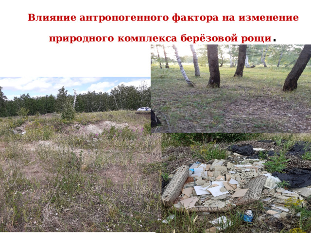 Влияние антропогенного фактора на изменение природного комплекса берёзовой рощи . 
